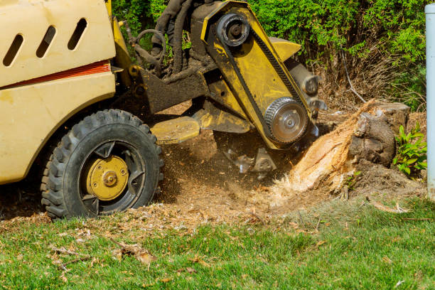 Reliable Hurstbourne, KY Tree Service Solutions